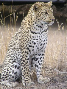 The Leopard is one of the Big 5. Image courtesy of Jan Erkamp