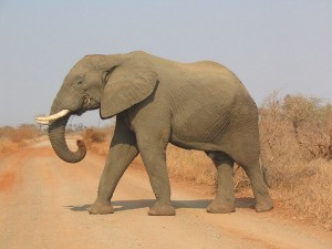 An African Elephant in the Kruger National Park